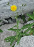 Sonchus arvensis subspecies uliginosus. Цветущее растение. Приморье, Сихотэ-Алинь, гора Абрек, галечный пляж у подножия. 15.08.2012.