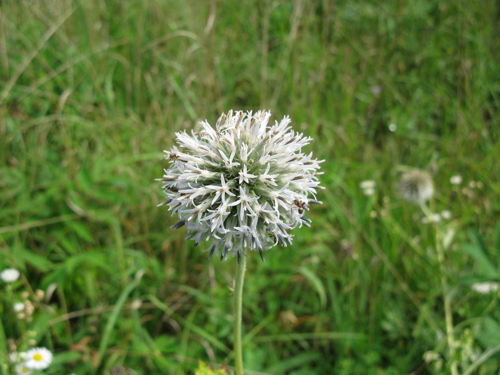 Image of Echinops sphaerocephalus specimen.