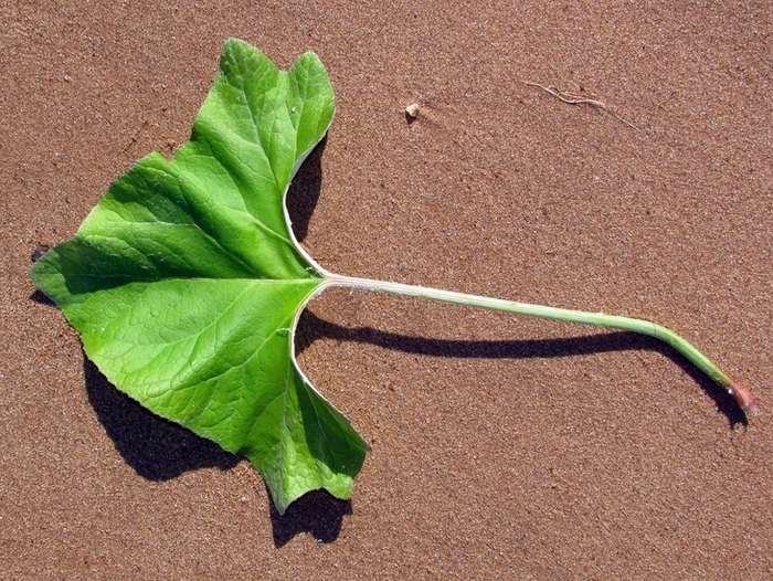 Image of Petasites spurius specimen.