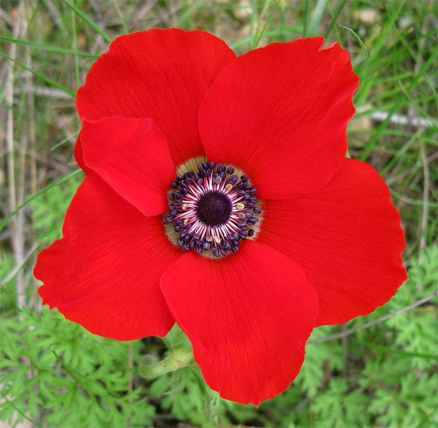 Изображение особи Anemone coronaria.