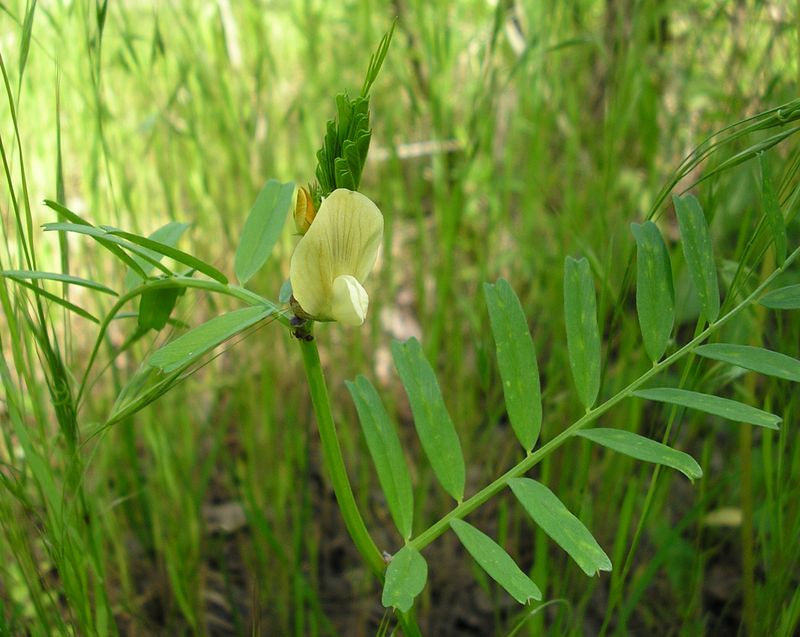 Image of Vicia grandiflora specimen.