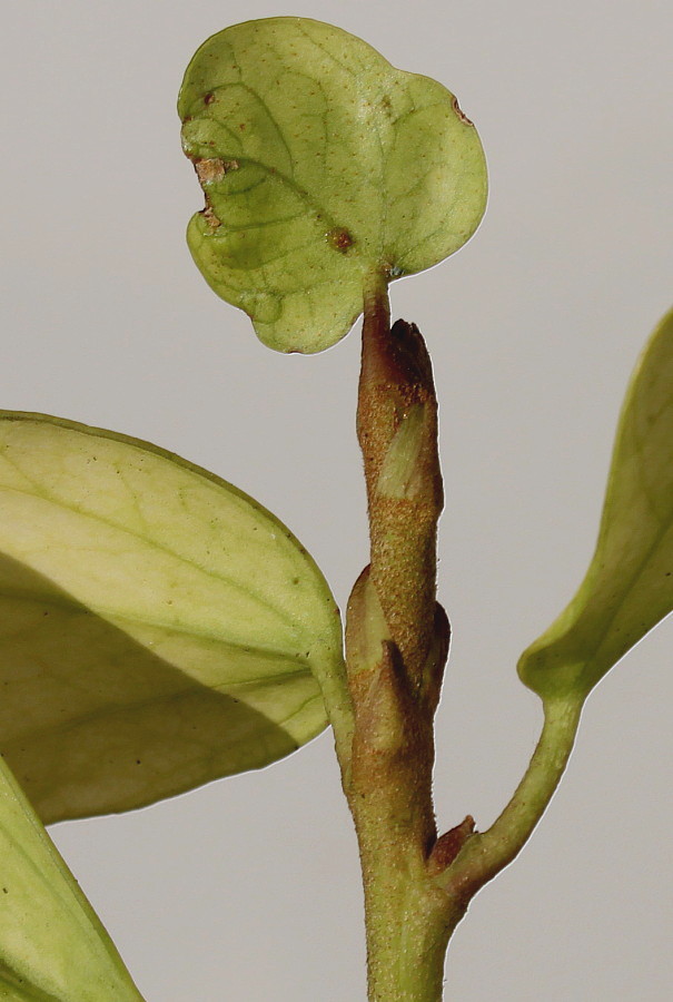 Image of Hedera colchica specimen.