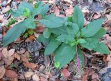 Смотреть изображение Phytolacca americana