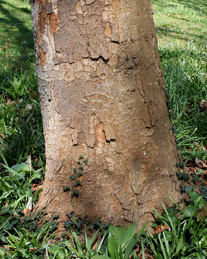 Изображение особи Zelkova serrata.