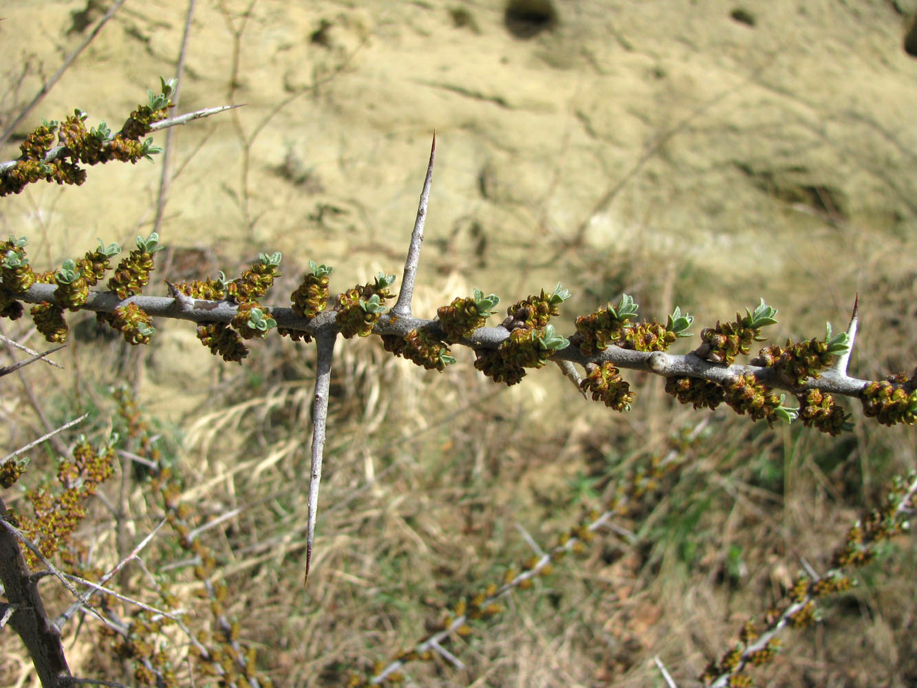 Image of Hippophae rhamnoides specimen.