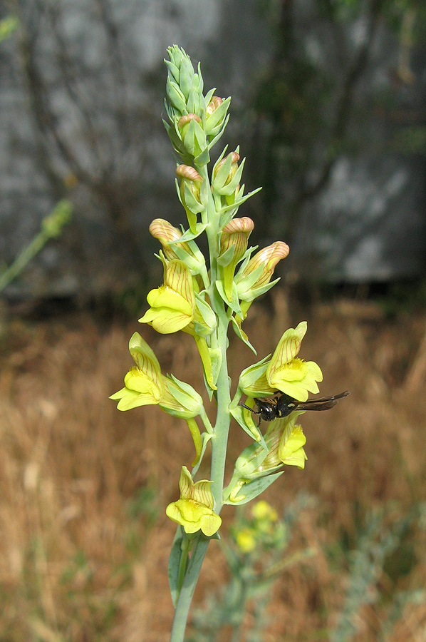 Изображение особи Linaria genistifolia.