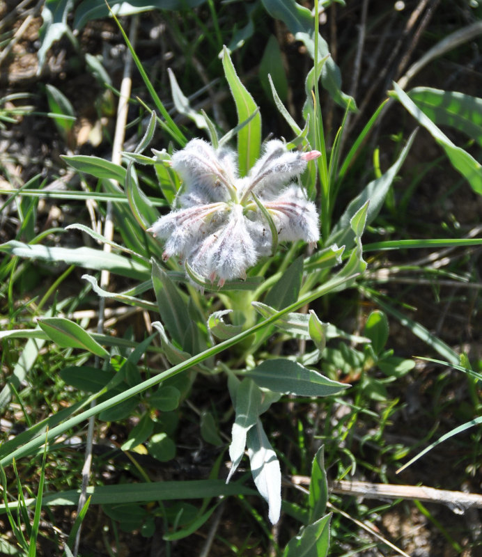 Image of Rindera lanata specimen.