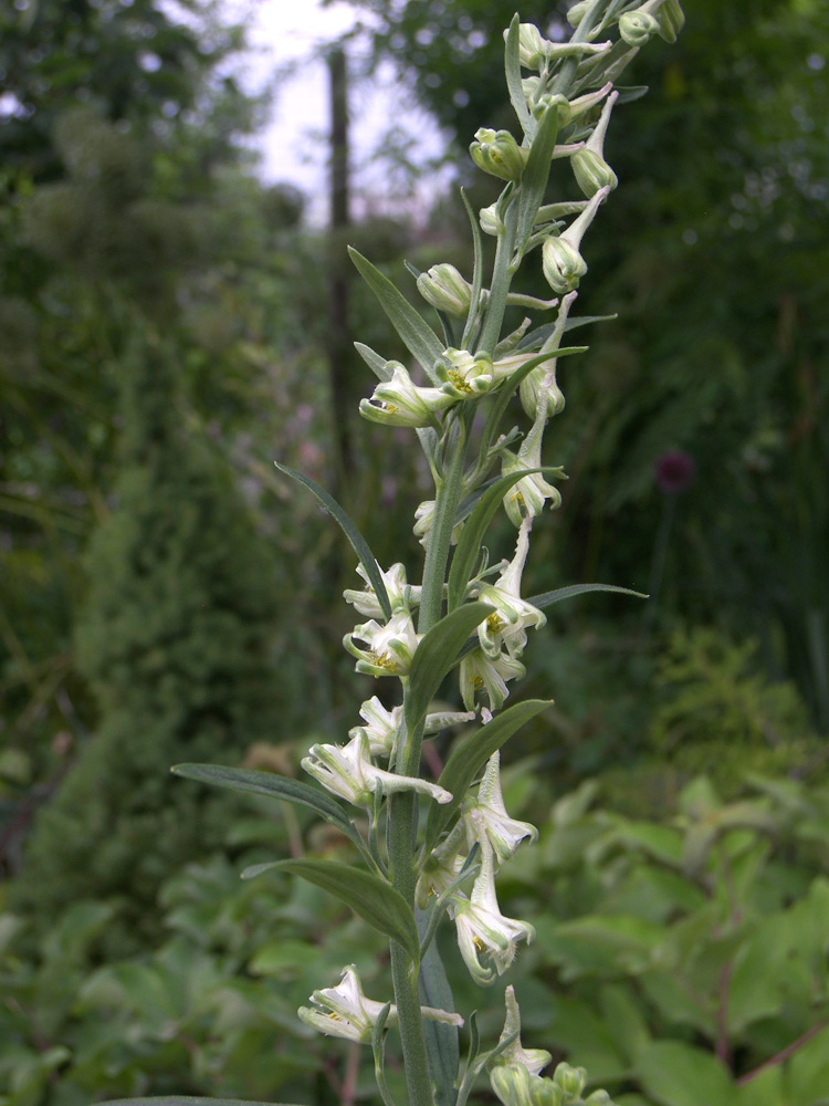 Изображение особи Delphinium albiflorum.