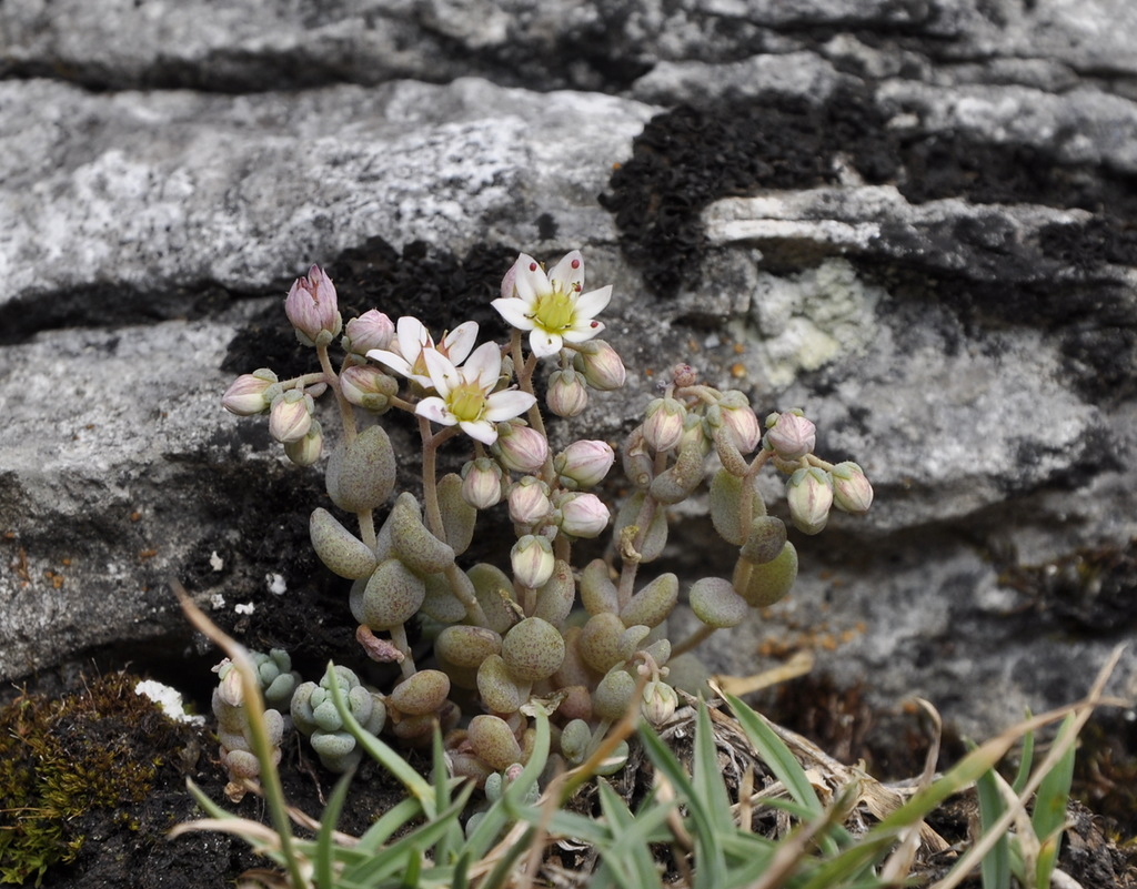 Image of Sedum dasyphyllum specimen.