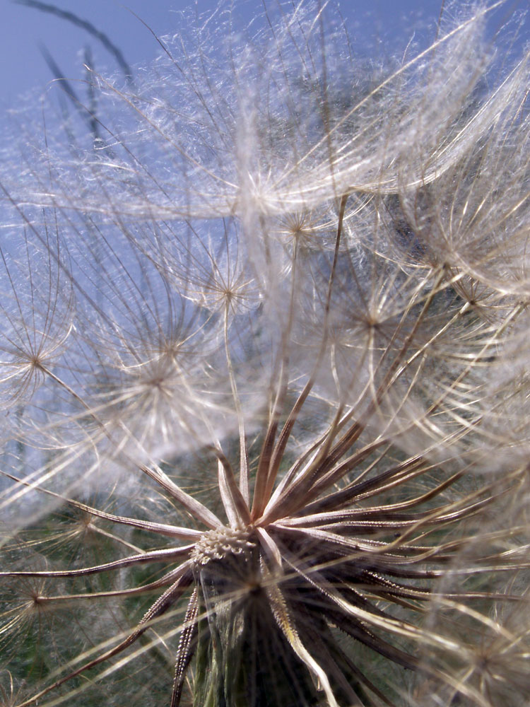 Image of Tragopogon capitatus specimen.