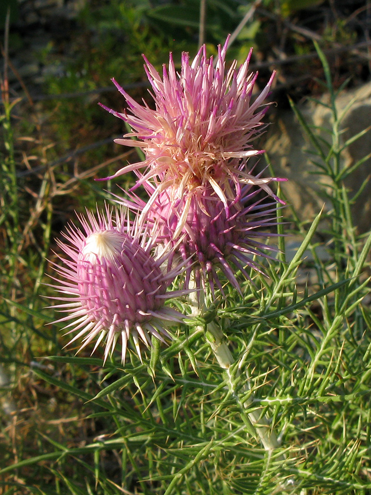 Image of Lamyra echinocephala specimen.