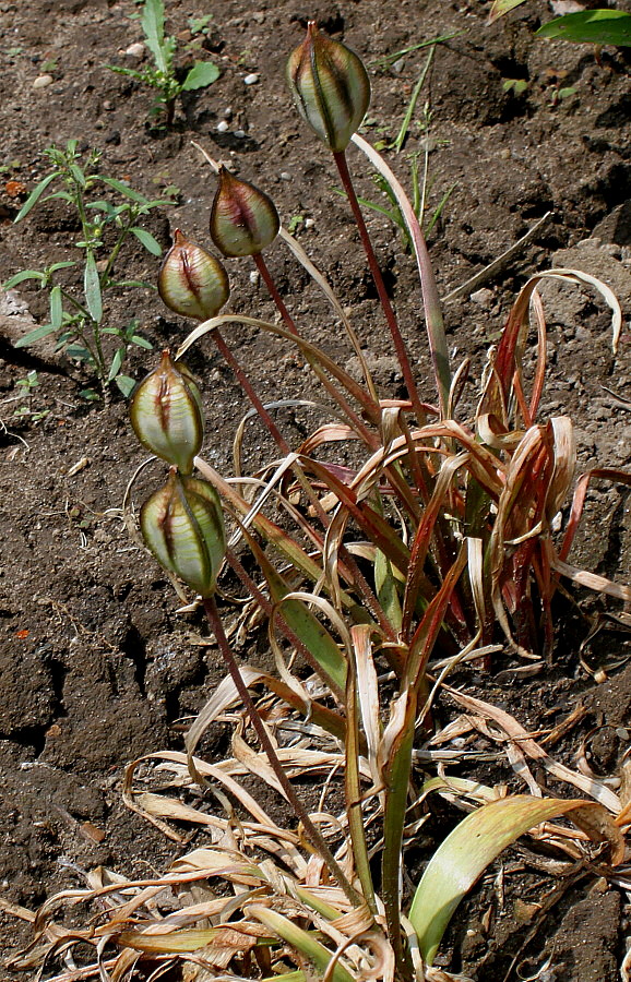 Image of Tulipa tarda specimen.