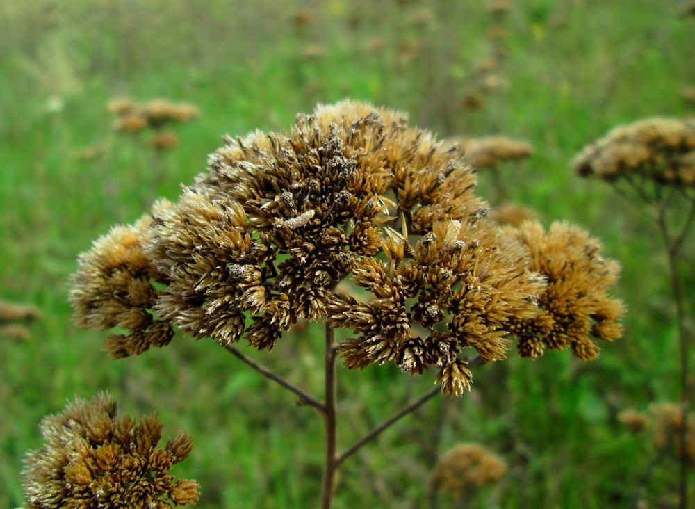 Image of Achillea millefolium specimen.