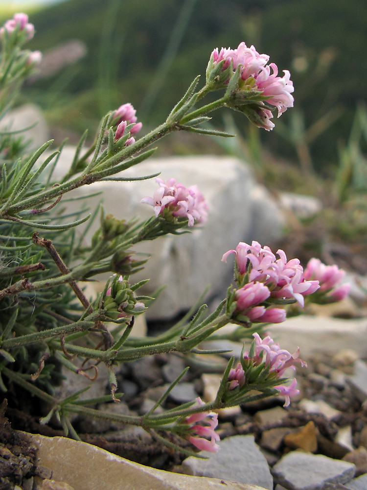 Изображение особи род Asperula.