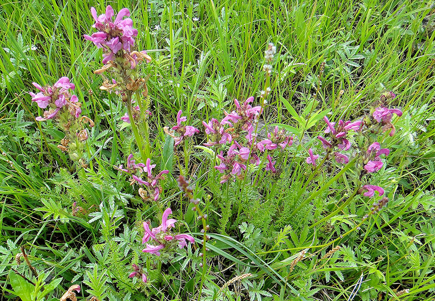 Image of Pedicularis uliginosa specimen.