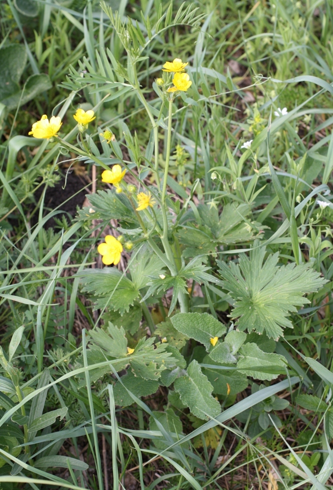 Изображение особи Ranunculus georgicus.