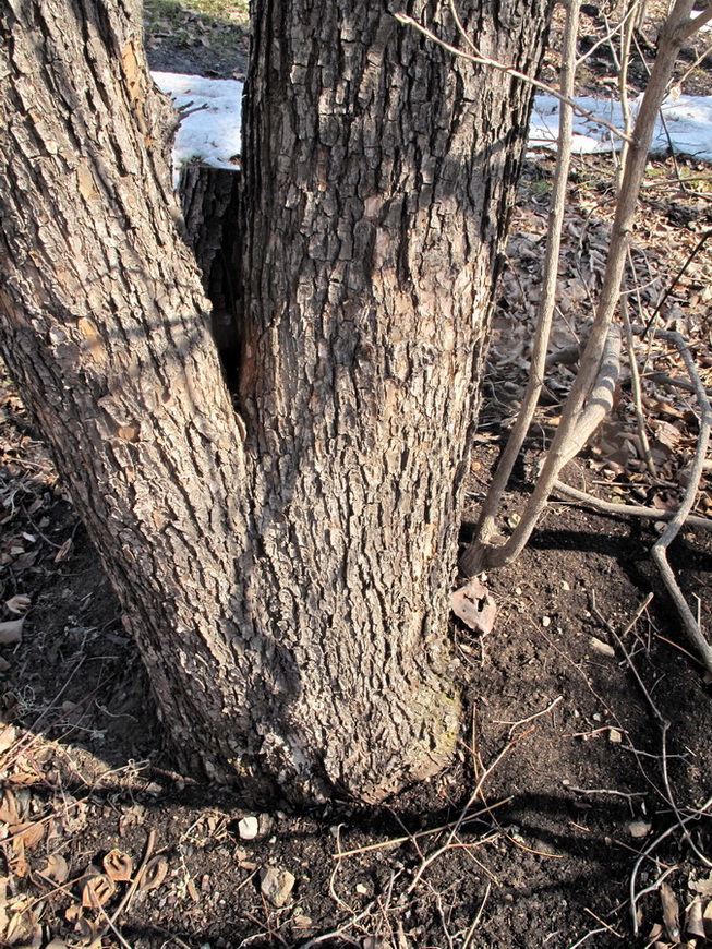 Image of Malus toringo specimen.