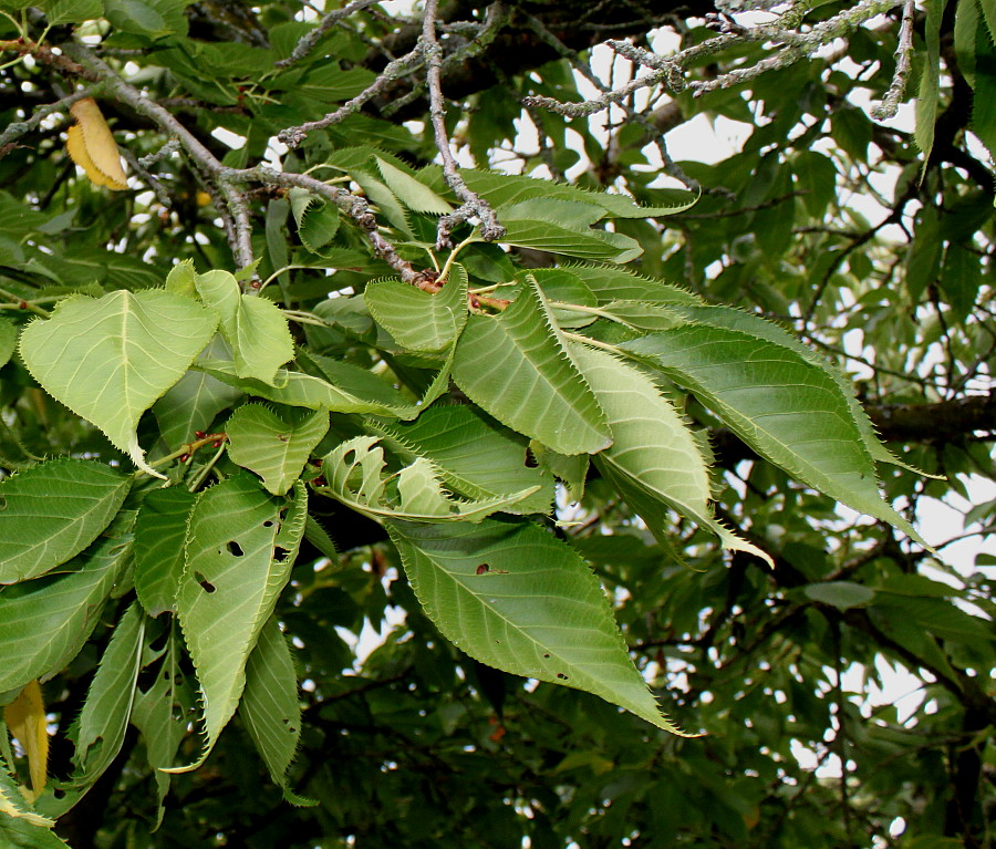 Image of Prunus serrulata specimen.