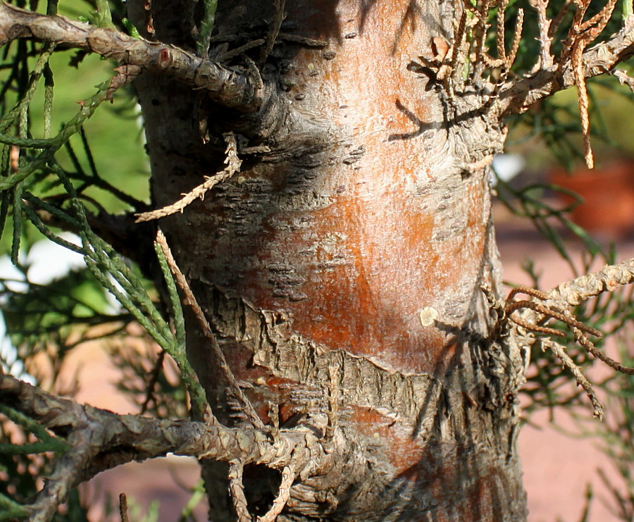 Изображение особи Cupressus sempervirens.