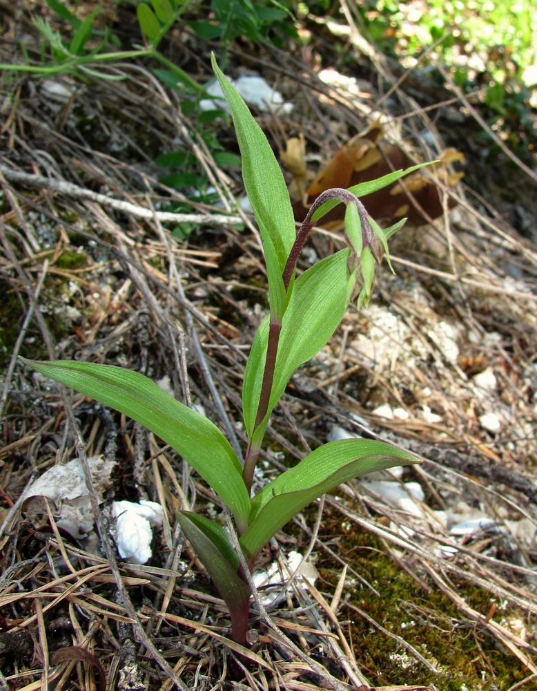 Image of Epipactis atrorubens specimen.