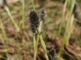 Eriophorum vaginatum. Соцветие. Московская обл., Дмитровский р-н, лес между пос. Раменское и шлюзом №2 на канале им. Москвы. 05.04.2008.