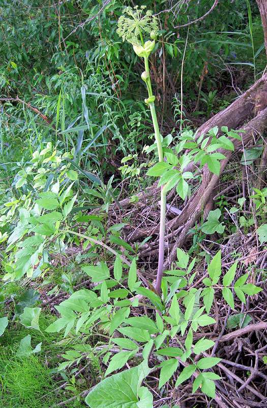 Image of Angelica sylvestris specimen.