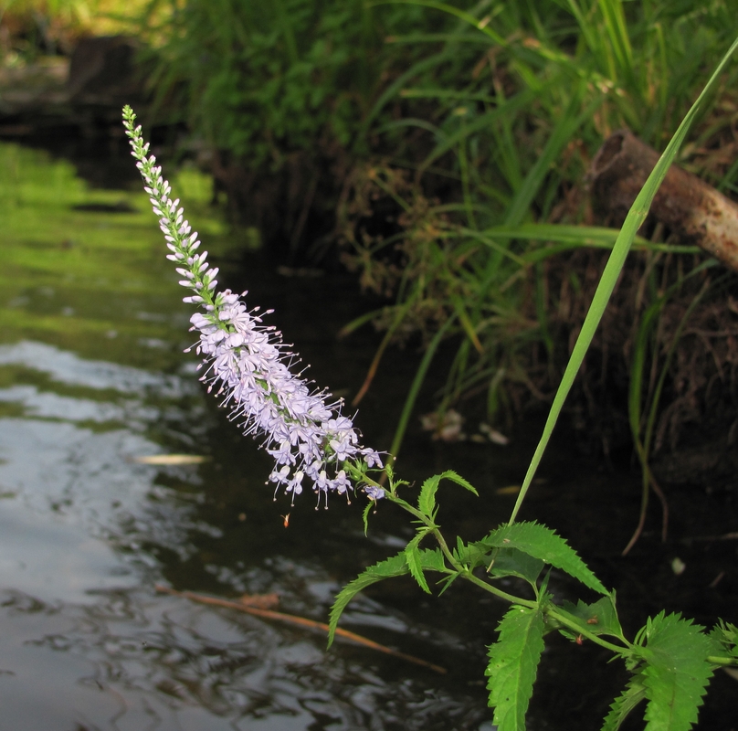 Image of Veronica longifolia specimen.