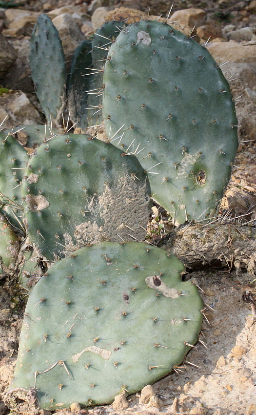 Image of genus Opuntia specimen.