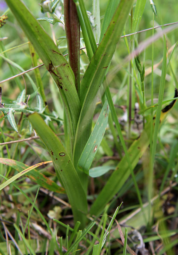 Image of Serapias bergonii specimen.