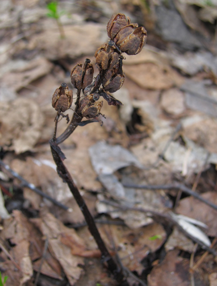 Image of Hypopitys monotropa specimen.