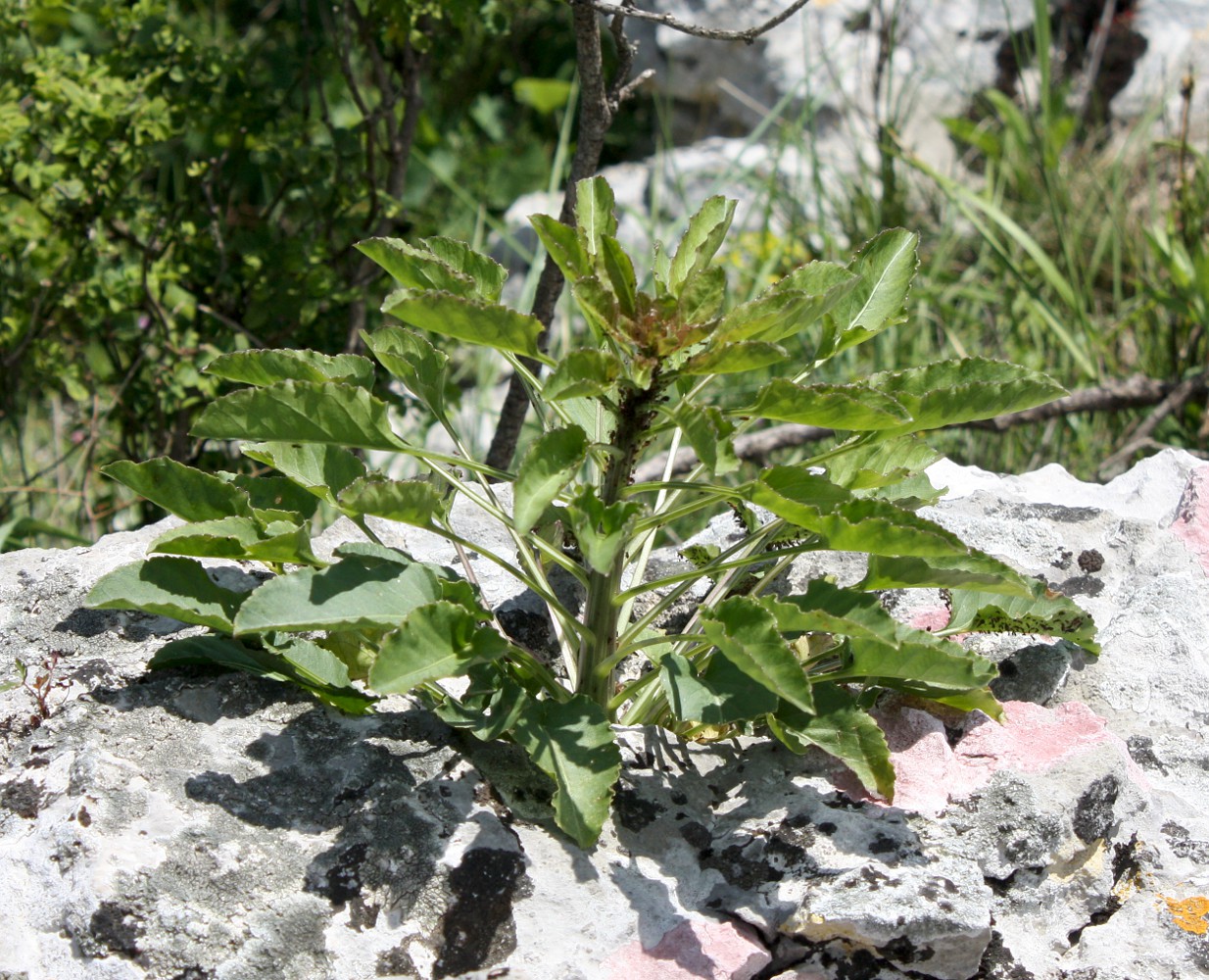 Image of Campanula pyramidalis specimen.