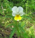 Viola matutina