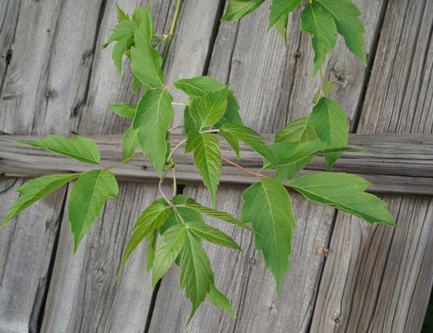 Image of Acer negundo specimen.