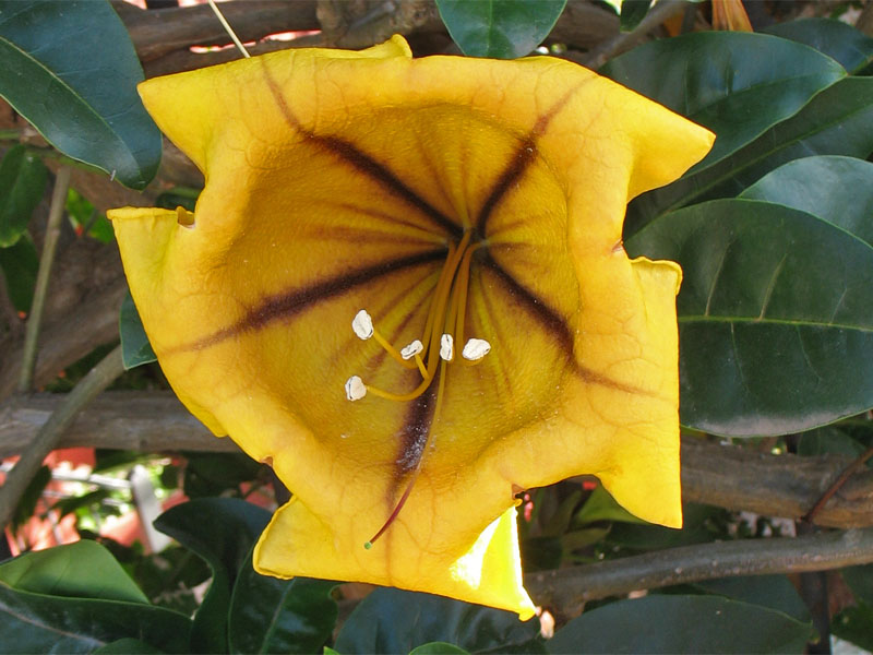 Image of Solandra maxima specimen.