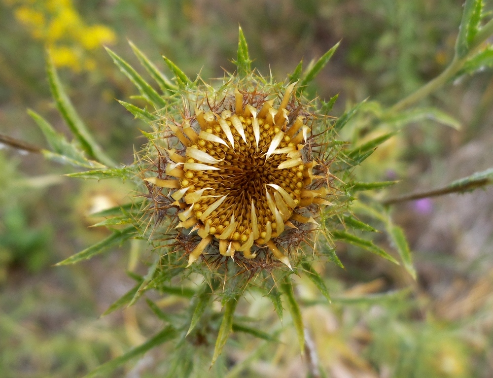 Image of Carlina biebersteinii specimen.