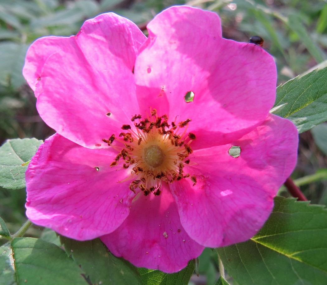 Image of Rosa cinnamomea specimen.