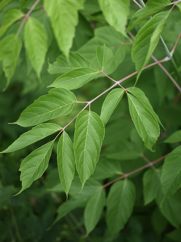 Image of Acer negundo specimen.