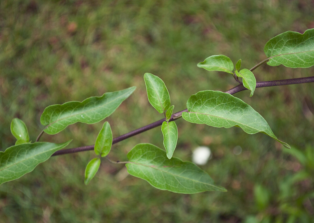 Image of Solanum laxum specimen.