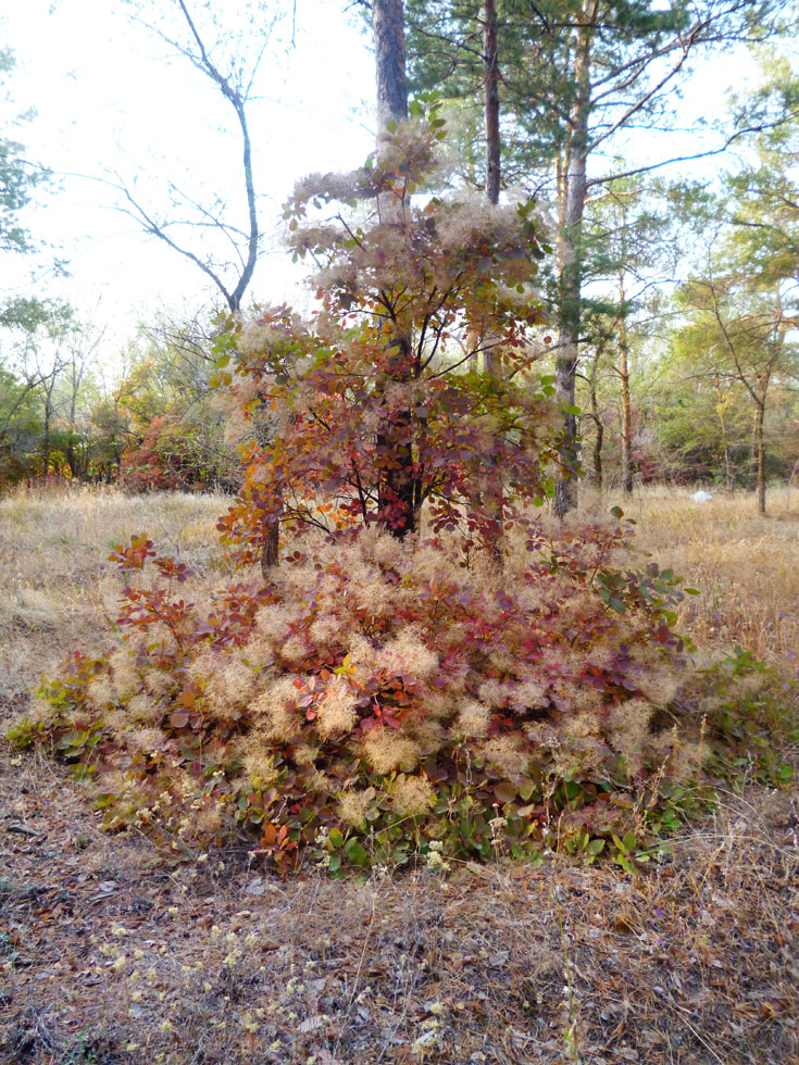 Image of Cotinus coggygria specimen.