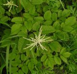 Aruncus dioicus