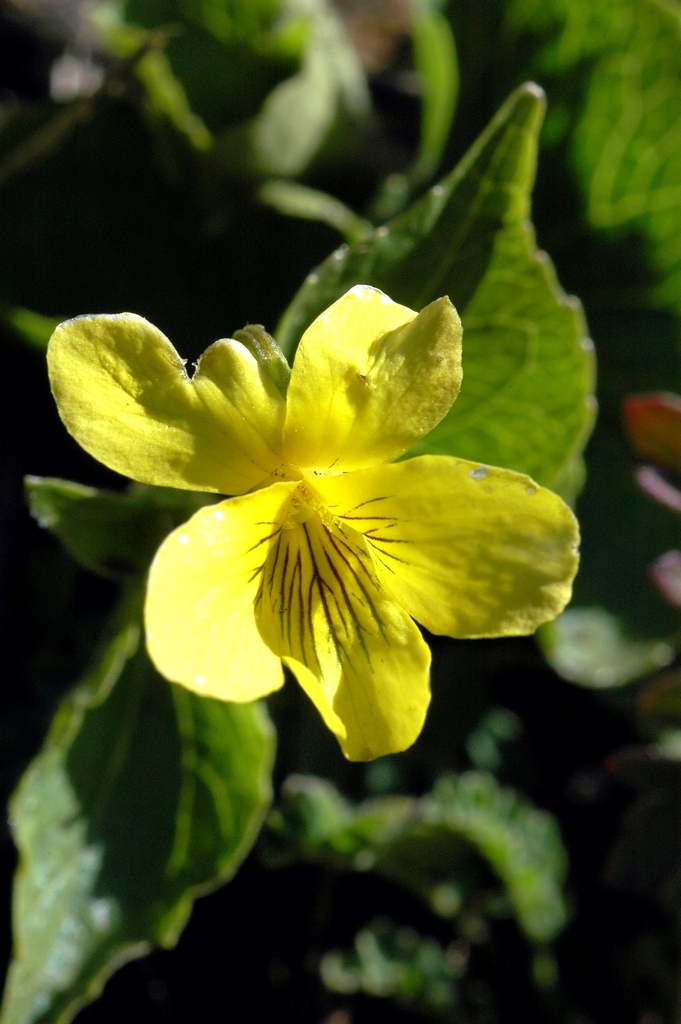 Image of Viola biflora specimen.