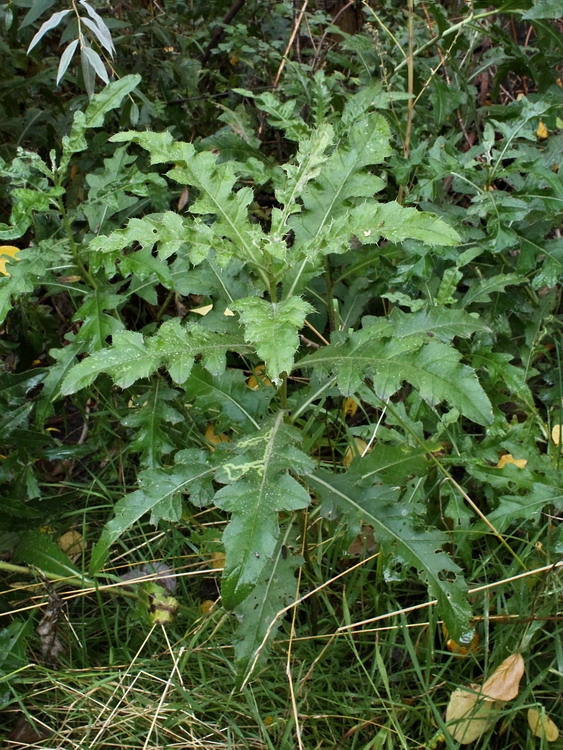 Image of Cirsium arvense specimen.