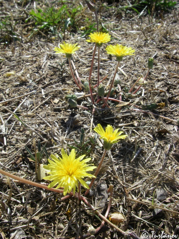 Image of Taraxacum hybernum specimen.