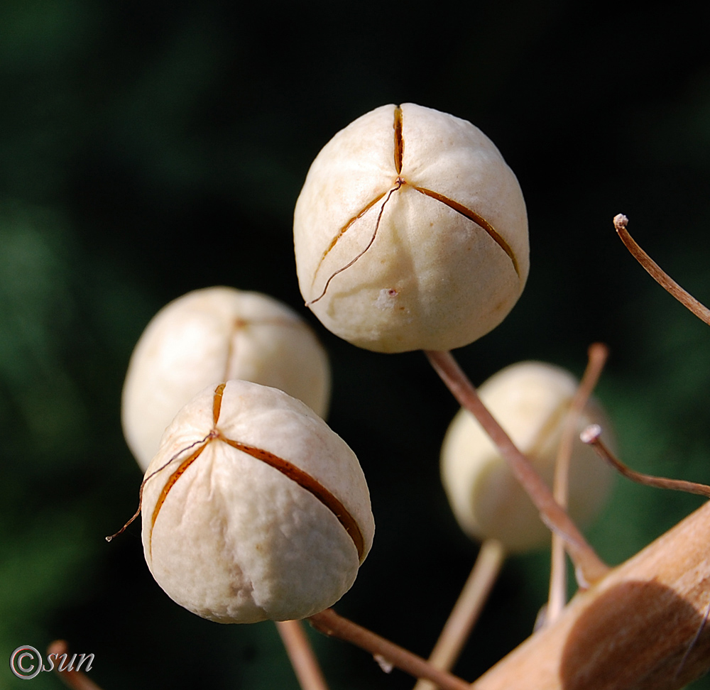 Изображение особи Eremurus robustus.