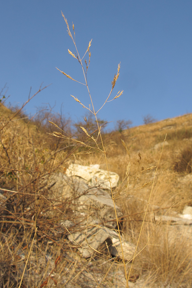 Image of Agrostis gigantea specimen.