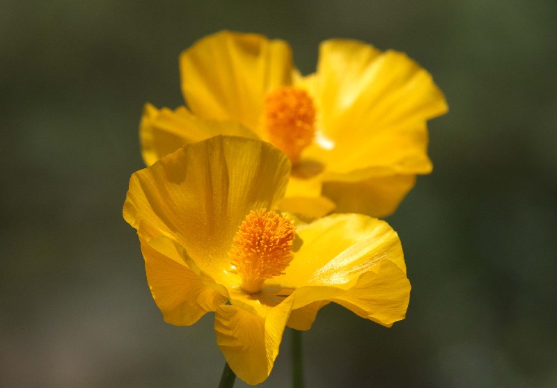 Image of Glaucium fimbrilligerum specimen.