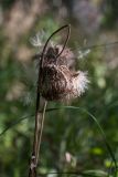 Cirsium heterophyllum