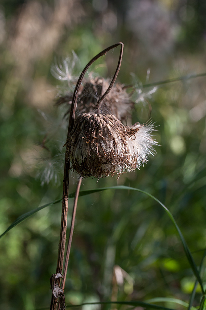 Изображение особи Cirsium heterophyllum.