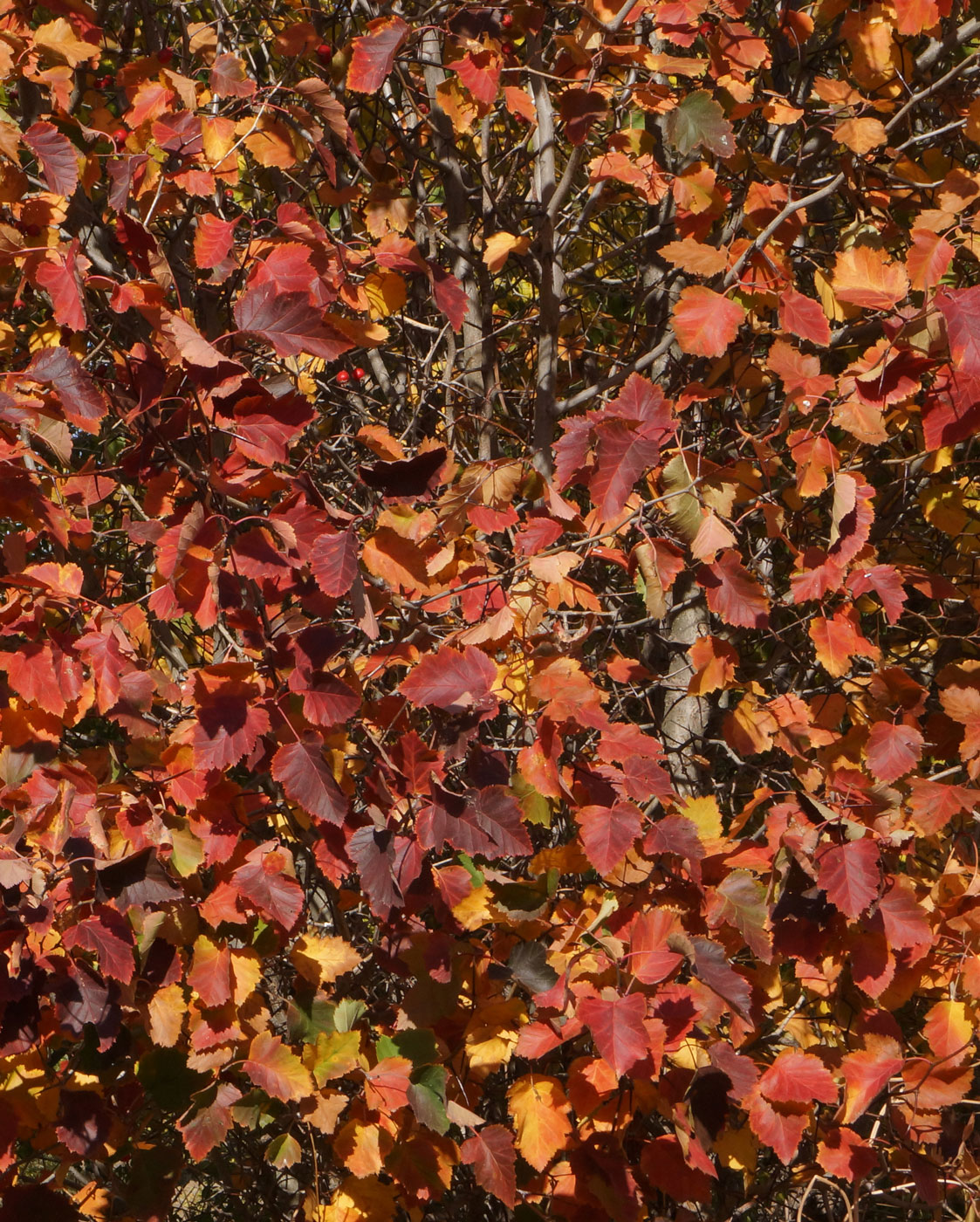 Image of Crataegus mollis specimen.