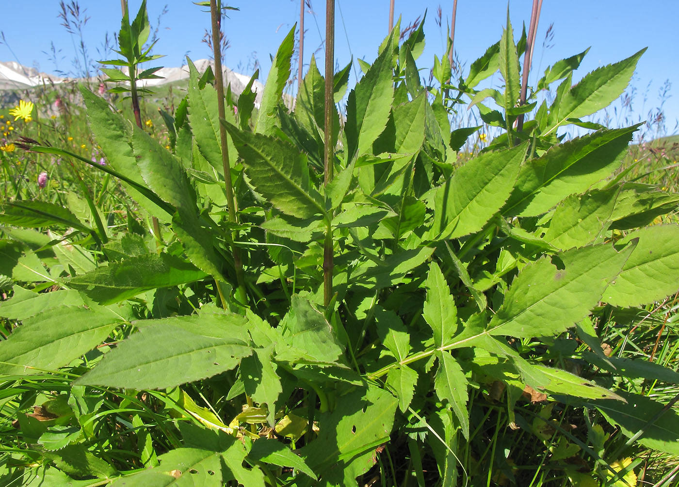 Изображение особи Cephalaria gigantea.